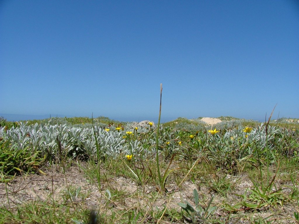 Ein Bild von summerstrand
